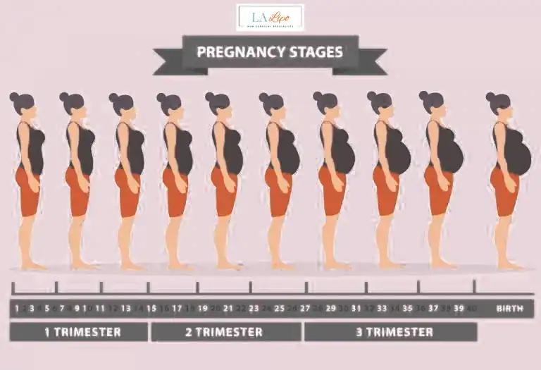 First Trimester (Weeks 1–12): Early Changes You Might Not Notice Midhurst
